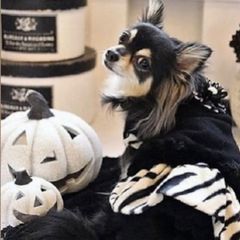 新品 Trilly tutti Brilli ファー付 ゼブラ 黒 犬服 L