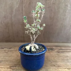 トリコディアデマ ブルボスム 青色鉢植え パンダ 現品 Trichodiadema bulbosum  姫紅小松 2.5号 観葉植物 観葉 植物 珍奇植物 珍奇 珍しい 塊根植物 塊根 コーデックス メセン インテリア プレゼント おしゃれ かわいい