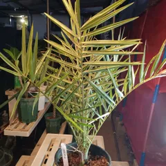 送料無料 いつまで 2025年最新】セネガルヤシの人気アイテム - メルカリ その他観葉植物