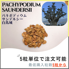 【種子】パキポディウム サンデルシー 白馬城/セット割あり 数量5粒から購入OK