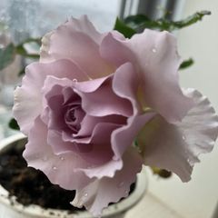週末セール！数量限定！超強香！超強健！大輪！フランス原産切り花品種　バラ苗二年生 週末すセール！入手困難！大輪超強香！超強健！真っ赤なカップ