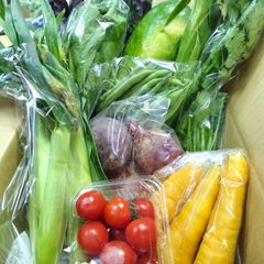 沖縄の旬の野菜セット８種類