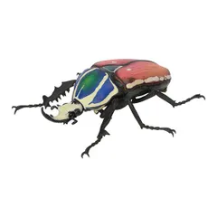 コンゴDR南部産 ポギーオオツノカナブン角異常 82mm