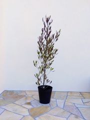 大苗 オリーブの木 ひなかぜ ポット鉢植え 苗 シンボルツリー - メルカリ