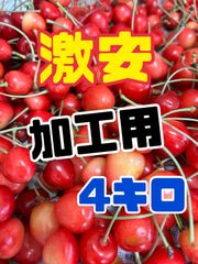 100 予約販売　北海道産　さくらんぼ　加工用　4キロ