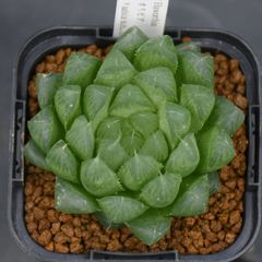 『BP』ハオルチア 実生未繁殖 オリビア×H.sabita n.n., DMC08772 Masemanini, 6 km W of King William's Town