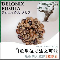 【種子】デロニックス プミラ  / セット割あり 数量3粒から購入OK
