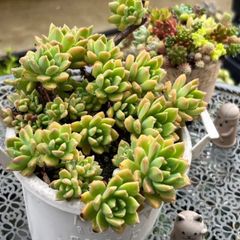 多肉植物 ☘️ マッコス いっぱい 抜き苗