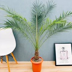 I*8様 フェニックス・ロベレニー 3本立ち 葉先90cm 希少株 I*8様 フェニックス・ロベレニー 3本立ち 葉先90cm 希少株 I*8様