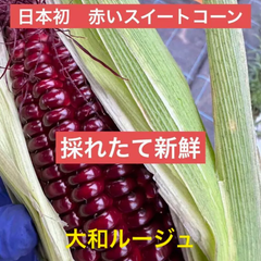 とうもろこし　トウモロコシ　大和ルージュ