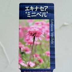 【宿根草】エキナセア・ミニベル　3.5号ラベル苗
