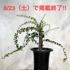 アデニア メタモルファ 旧アデニアペリエリ 現地球 - メルカリ