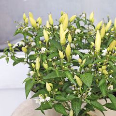 草花苗 観賞用トウガラシ セドナサン 2.5号 カラーリーフ 暑さに強い 丈夫 庭 寄せ植え