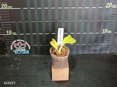 Philodendron 'Golden Crocodile'