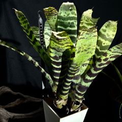 パフィオ777 様専用Aechmea Black Ebony - メルカリ