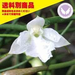 洋蘭 Isa pulchella alba