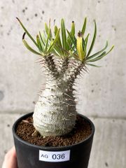 現品限り】ボスウェリア・ナナ × アスプレニフォリア 実生【AD29