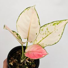 斑入り観葉~
