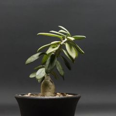 "Pachypodiumbispinosum" パキポディウム ビスピノーサム 管理2170