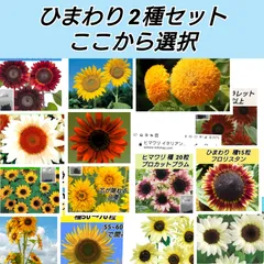 2024年最新】ひまわり 種 巨大の人気アイテム - メルカリ