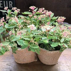 ポットごと　2個セット ピンクアイス 斑入りコデマリ かわいい花