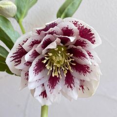 クリスマスローズ・ダブルホワイトブロッチ　開花株　4.5号ラベル苗　※メルカリ便発送