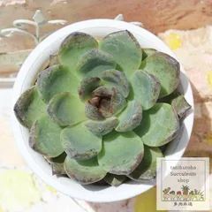 あんこ エケベリア 永遠ラベル付き Mサイズ 5.5cmポット 小～中型種 多肉植物