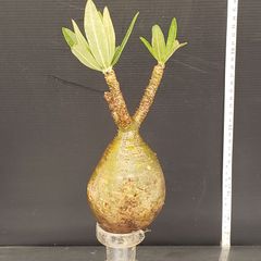 J593【自社養生株】Pachypodium　グラキリス（S）（発根株・現地球・抜き苗）【塊根植物】パキポディウム　グラキリス