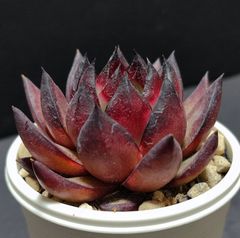 エケベリア原種 アガボイデス  トゥスパン その３ agavoides Tuxpan  ケーレス実生苗 月曜or火曜日発送。