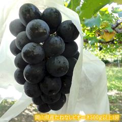 ぶどう ピオーネ お中元 暑中お見舞い 残暑お見舞いフルーツギフト お取り寄せ 種無しぶどう 岡山県産ハウス栽培[ピオーネ1房]
