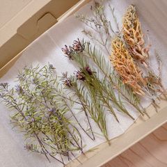 おまかせドライフラワーミニサイズセット