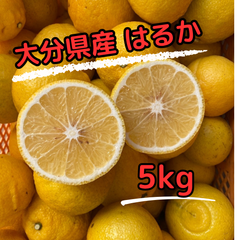 はるか(みかん)無選別/5kg/送料込
