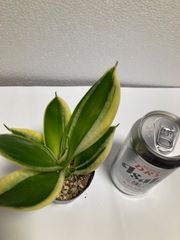 サンセベリア　ハニーバーニー