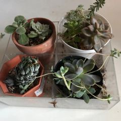 多肉植物寄せ植えセット