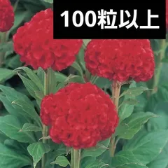 山口徹/ 初秋　鶏頭 山口徹/ 初秋鶏頭