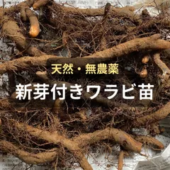 わらびの根っこ ワラビ 苗 - メルカリ