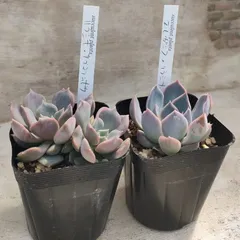 大きめリラシナxコルテス抜き苗