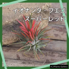 2025年最新】イオナンタ フエゴの人気アイテム - メルカリ