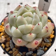 スノービューティー　多肉植物　エケベリア　韓国苗