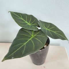 【葉脈美】　2株入り　アロカシア　リーガルシールズ　alocasia regal shields