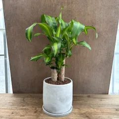 高さ180cm以上　幸福の木　ドラセナ・フラグランス植木鉢台付き Amazon｜幸福の木(ドラセナ・フラグランス・マッサンゲアナ