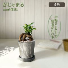ガジュマル 観葉植物 小さい ミニ フィカス グレーマーブル陶器鉢 4号 ピンク石付 ソーサー付 がじゅまる ガジュマルの木 おしゃれ 母の日 誕生日 お祝い 送料無料
