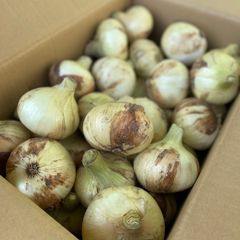 2025年 新物! 福岡県産 新たまねぎ（玉ねぎ）箱込約5kg以上 フルーツマイスター野菜ソムリエ サラダ玉ねぎ 生でOK