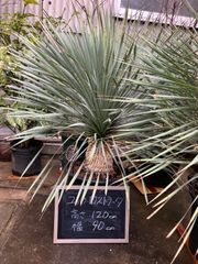 引き取り限定ユッカ ロストラータ 観葉植物 - メルカリ