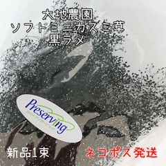 大地農園 ソフトミニカスミ草 黒ラメ 新品1束