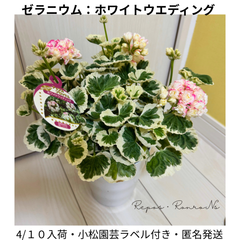 ゼラニウム ：ホワイトウエディング（5号鉢）希少品種 アップルブロッサム 小松園芸　鉢花　人気　ゼラニューム　母の日