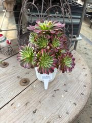 アエオニウム Holochrysum トロピカルガーデン 多肉植物