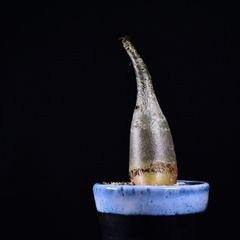 3M2 実生 アデニウム アラビカム イエメン コーデックス 塊根植物 アデニウムアラビカム イエメン