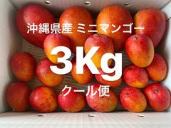 限定！クール便込価格【完熟ミニマンゴー(大玉有り)】3Kg(30個前後)