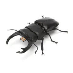 【中古】トレーディングフィギュア オオクワガタ 「いきもの大図鑑 くわがた03」